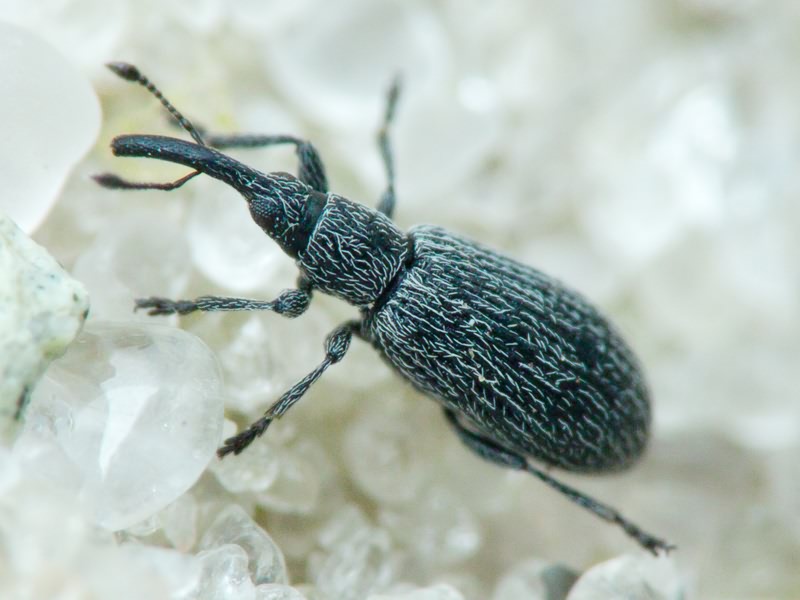 Apionidae Schönherr, 1823